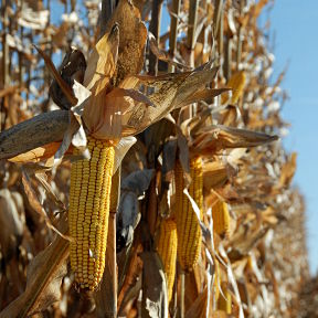 Corn ready for the combine